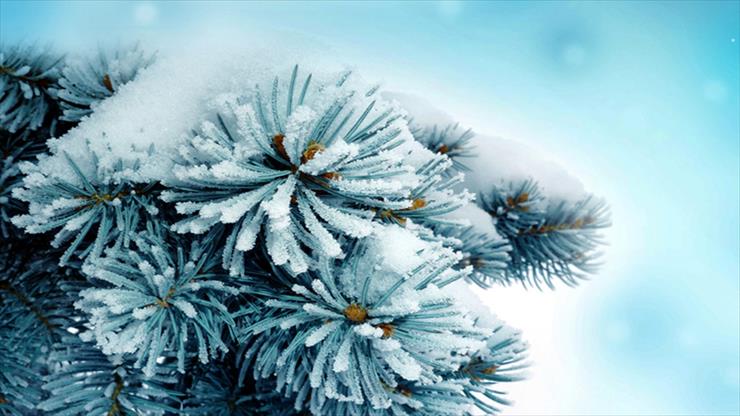Piękno przyrody zimą - Piękno przyrody zimą 99.jpg