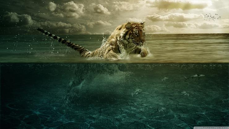 Tapety HD 1600x900 - tiger_playing_in_water-wallpaper-1600x900.jpg