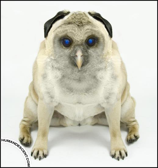 NIESAMOWITE - Blue_eyed_Owlog_by_HumanDescent.jpg