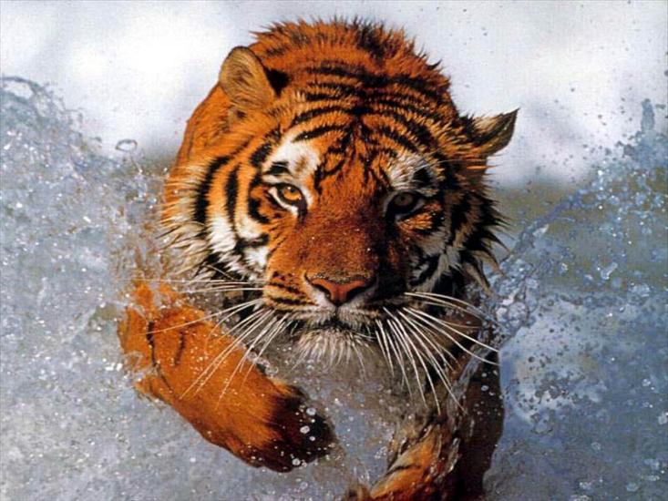 zwierzęta - Bathing_tiger.jpg