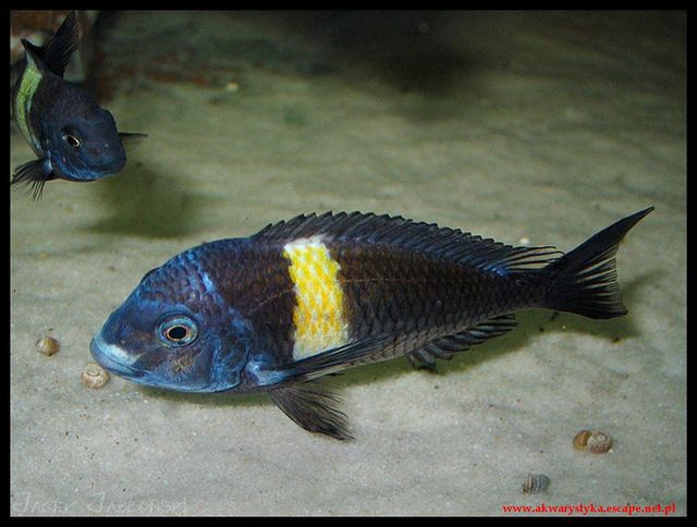 AKWARIUM - Tropheus_Dubois_640x480.jpg