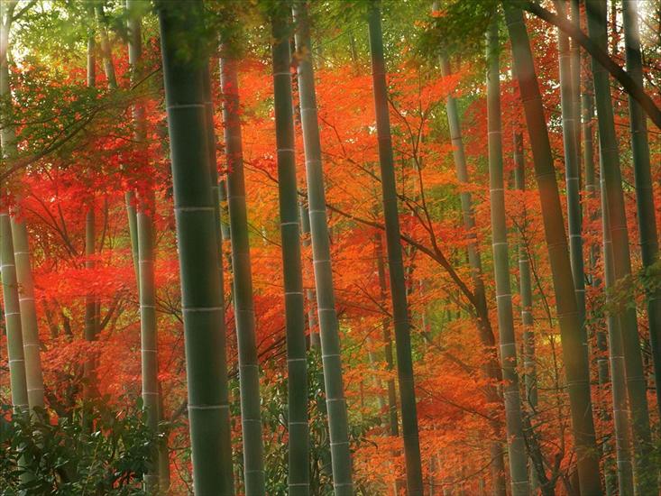 Chińskie ogrody - Bamboo Forest, Arashiyama Park, Kyoto, Japan.jpg