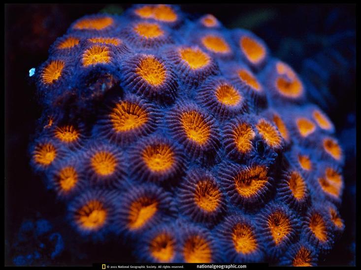 tapety - knob-coral-517520-lw.jpg