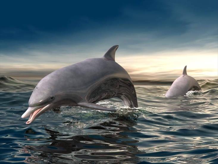 Zwierzęta - tapeta delfin.jpg