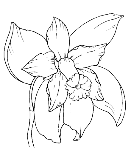 Szablony do haftu i rysunku - orchidea.gif