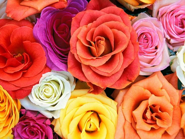 Kocham róże - tapety-18.jpg