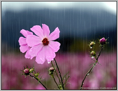 gify-deszcz - Rain_0702_30.gif