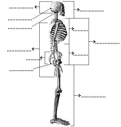 części ciała i odzież - lateralhuesos1.jpg